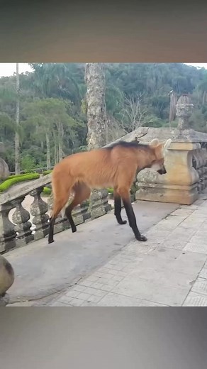 Maned Wolf | The Unique Looking Animal #animalfacts #manedwolf #documentary #knowledge #foryou | Nature Lens