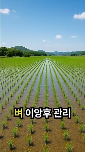 벼 이앙후 노란 잎과 뜸모 수확량문제 #벼농사 #벼 #이앙기 #뜸모 #수확량 #벼활착 #농업