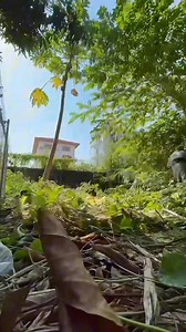 เอาที่รกๆ มาฝาก เรารู้ว่าพวกคุณ ชอบดู เปลี่ยนพื้นที่รก ให้เป็นที่โล่ง ด้วยเครื่องมือแบตเตอรี่ รักษ์โลก #Greenworks #garden #lawncare #เครื่องมือสวน #james500gardener 👨🏽‍🌾🙏🏼😊🫶🏻🌳🌱♻️⚡️ | James500 Organic Farm Style