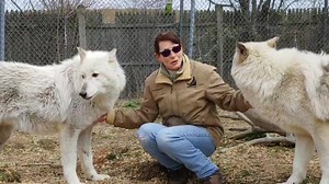 5.2K views · 359 reactions | Wolves in the wild only live an average...