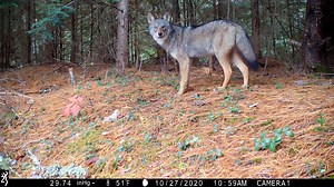 14K views · 128 reactions | A bobcat and a coyote appear on the same trail cam, offering a rare glimpse into the wild. Watch as these two predators share the frame in a fascinating look at nature’s raw encounters. #TrailCam #Bobcat #Coyote | Ellen Roman | Facebook