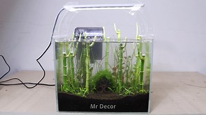How To Grow Lucky Bamboo Forest in Aquascape | Setup Mini Aquarium Fish Tank Decor Ideas | MR DECOR Link Buy Lucky Bamboo (10 Short Shoots A Bundle): https://amzn.to/3snb1xh -------------------------------------- #AmazingDiyAquascapeDecorIdeaNoCo2 #diyaquascape #timelapseaquarium #diyaquarium #diysubsaquarium #NanoTank #amazingaquarium #aquariums #fishtank #bettatank #shrimptank #nofilter #aquarium #aquariumsetup #mrdecor #diy #howtomake #Aquascape #nanoaquascape #fiteraquarium #betta #AquaticPl