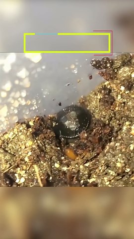 ¡Descubre la increíble araña Cyclocosmia: el 'Oreo' de las trampillas!
