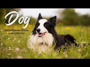 Dog (Description and Physical Characteristics)
