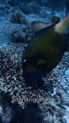 Diving with Titan Triggerfish (Scariest Fish in the Ocean)
