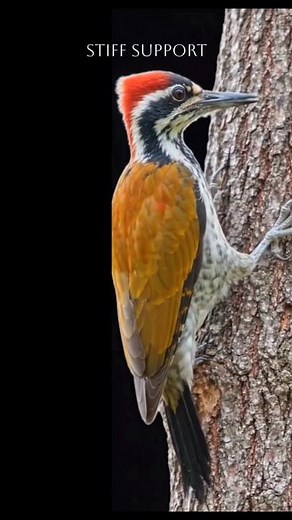 Learn bird tails. #short #shorts #ornithology #birds #virtualreality