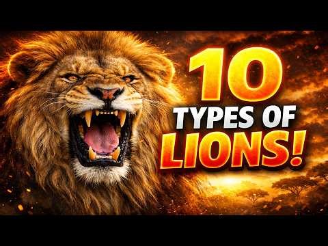 The Most Powerful Lions Ever Discovered