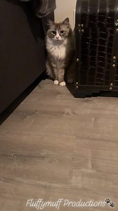 2.2K views · 543 reactions | #FluffymuffProductions #FuzzyLoveConnections When you really wanna smack the shit out of your annoying little brother, but mom’s watching. 藍❤️ | Fluffymuff Productions | Facebook