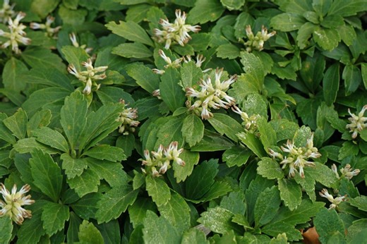 Live PACHYSANDRA Terminalis Plant / JAPANESE SPURGE - [bare Roots/pint Pot] - Free Shipping!!! - Groundcover - Etsy