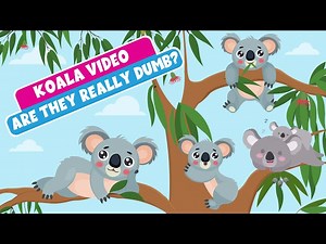 Koalas - Is this the Most Dumb Animal in the World? - Learn about Koalas - Learning Junction - Videos For Kids