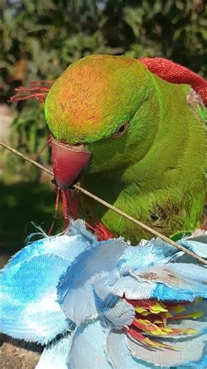 तोता का रंगबाजी वीडियो हुआ वायरल मार्केट में 👀👀👁️👁️👰👄👄