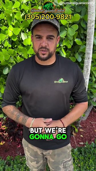 More than two dozen iguana eggs found inside Florida swimming pool