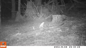139K views · 390 reactions | Mountain lions make little noise, but when they do, they often sound like a person whistling or a bird chirping. Here's a lion caught on camera chirping a few weeks ago in western Montana. | Montana Fish, Wildlife & Parks (Region 2) | Facebook