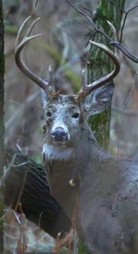 Have to appreciate a mature buck!