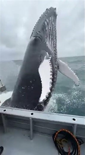 Giant Whale Explodes Beside the Boat as a Massive Splash Shocks Everyone