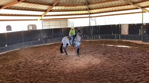 Received today from buyer Oscar about his 3 year old MA colt., Plenty Meticulous MA. Pictures included in the comments. "Thought I’d share some recent photos and videos of this wonderful horse I purchased from y’all. Still more than happy about this great purchase. His training has gone great!! So happy with him." We are so glad you are happy with him and thank you for sharing. www.mahorses.com | MA Quarter Horses