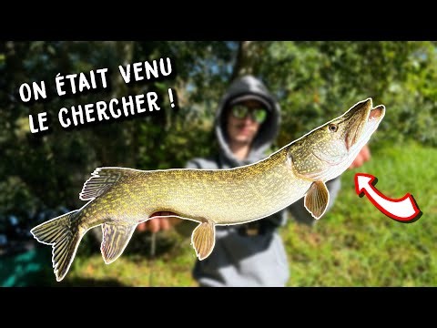 BIG RIVER PIKE in AUTUMN with @el_famoso_fish