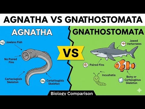 DIFFERENCE BETWEEN AGNATHA AND GNATHOSTOMATA