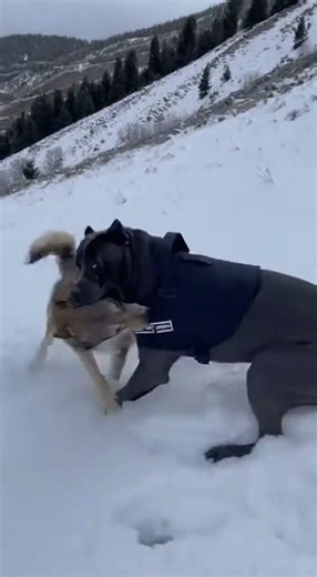 #animals #dog #wolf #kangal #canecorso #snow #wildlife #fyp #keşfet #viral #shorts #öneçıkar