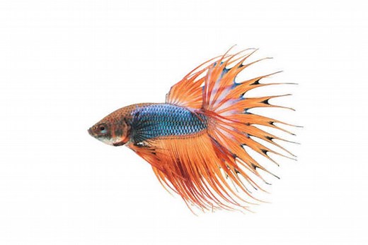 Aquarium pour combattant