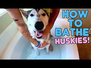 How to Give A Husky A Bath!