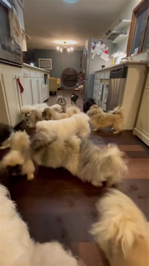 It’s almost over! Liz E.'s Pekingese Rescue and Sanctuary Adopt a Senior Dog Annual Food Drive has five days left! Five days to make it to our ambitious goal! We won't check the tally until it's over...too much stress for the Mommy Person. But here come the kids....wait for it.......... We hope you can help us get to the goal to feed dogs for 2025! Here are ways you can donate! paypal.me/LizEsPekingeseRescue or Zelle to Lizethedog@yahoo.com, via check to PO BOX 687, Bull Shoals, AR 72619 or thro