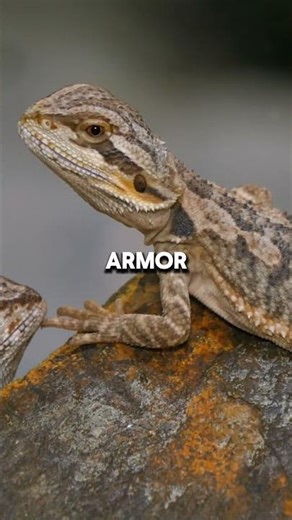 Amazing Lizard Facts You Won’t Believe #lizardfacts #wildlife