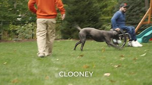 When we set out to create a pet food unlike any other on the market, we knew that we would do so in a way that benefits people living with disability. Watch this short video to learn why this is the soul of RAWZ. | RAWZ Natural Pet Food