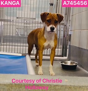 Saving San Antonio Dogs on Reels