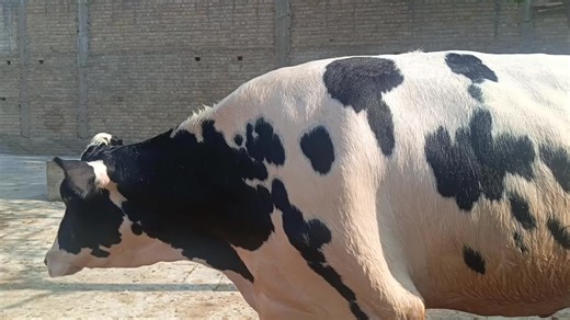 Mashallah 1st timer pure HF Heifer#Cheno dairy farm#foryoupage #foryoupage #foryoupage #foryoupage