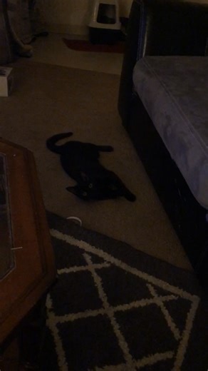 😂😂 🐈‍⬛ | Shannon Morris