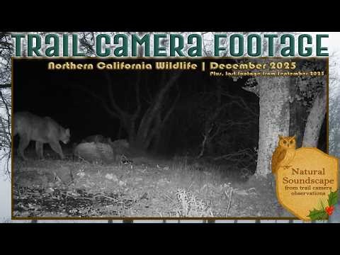 Wildlife Camera Footage | Northern California | December 2025