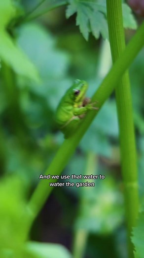 Innovative Gray Water System for Tiny Houses