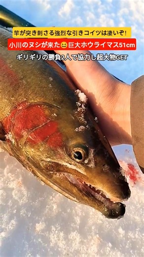 Monster trout have arrived in the stream! Early spring river fishing in Hokkaido