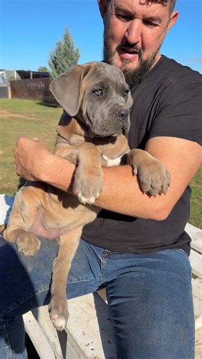 358 reactions · 10 comments | OS PRESENTO MY PEPINAZO ECLIPSE XMAN #canecorso #canecorsopuppy #puppy | Juan Manuel Morato | Facebook