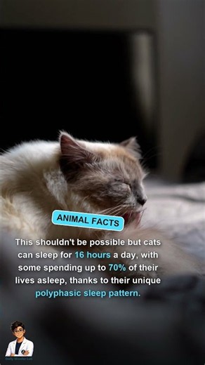how much do cats sleep