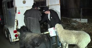 VIDEO: Stolen sheep, miniature cow reunited with owners in Detroit