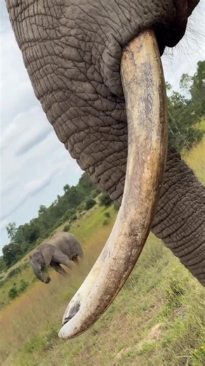 Ivory - symbolic of an elephant but sadly also the cause of their demise! 🐘🙌🏻 #ivory #e #elephant | Ronald Jenkins