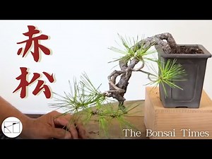 【赤松】個性的な懸崖樹形に！（a Japanese red pine）