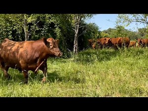 Red Angus Bull At Work - Showing Some Heifers
