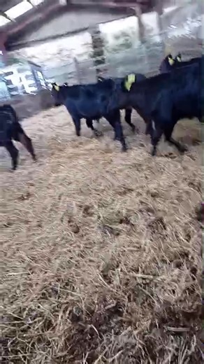 🐮 Angus calves heading to DFAM on Monday from Patterson, Low Three Mark 🐮 12 Bulls & 1 Registered Angus Heifer 🟢 Sale commences at 12 noon in the sheep ring | Darlington Farmers Auction Mart