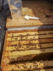Terramycin Powder for Honeybees – Control Foulbrood Disease