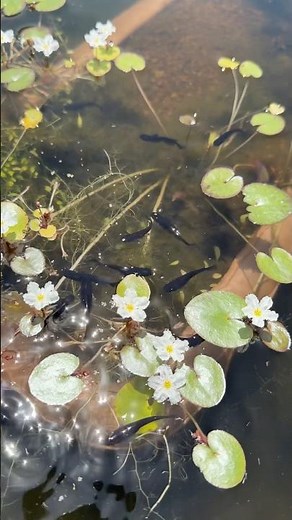 5/12ヒメガガブタ＆オロチメダカ #ガーデニング #flowers #aquarium #ビオトープ #めだか #メダカ #植物 #お花 #可愛い #fish #medak #園芸