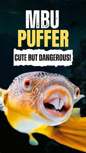 Mbu Puffer Fish – The Giant Freshwater Puffer You Won't Believe Exists!