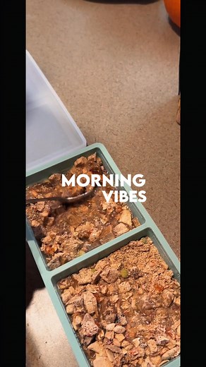 Morning vibes ☀️🐾 Simply Raw, prepped the night before, means breakfast is served in seconds. No stress. No mess. Just real food, ready to go — because mornings should be simple for both of you. 💛 #RealRawRealSimple #HealthyPets #DogParents #RawFeedingMadeEasy #NaturesDiet | Nature's Diet Pet