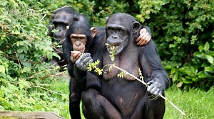 Where Do Chimps Learn to Use Tools? Ask Mom.