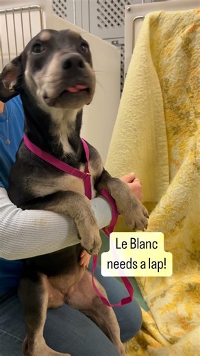 71 reactions · 46 shares | Le Blanc is a battery-operated lil dog. Her battery is powered by sweet talkin. Once you start telling her how pretty she is, she starts wiggling and she might even climb in your lap! Adopt or foster Le Blanc #MASA28602 from Memphis Animal Services! See more pets at memphisanimalservices.com. | Memphis Animal Services | Facebook