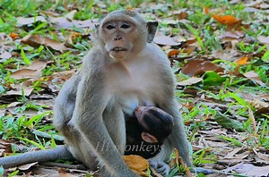 6.5K views · 379 reactions | The best mother ! She breastfeed baby newborn for longer time and she help nursing for big monkeys pregnant ! | Hi Monkeys | Facebook