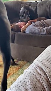 2.4K reactions · 240 shares | Best of Danes  CTTO #funnydogs #funnydogreels #funnydogmoments #funnydogvideos #credittotherightfulownerofthisvideo #greatdane #everyonehighlightsfollowers #reelschallengereelschallenge #starseverywherefbreelsvideo #TALASENDER #highlightseveryonefollowers2025 #reelsviralシfb #justforfunreels | Nikki Denice M. Trajeco | Facebook