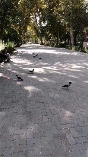 Iran Tehran Park-e Shahr | A Calm Escape in the Heart of the City🌲🌳 (part 1)